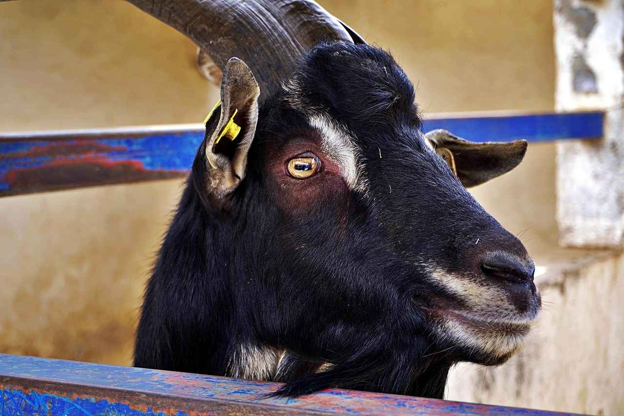 Sonuç: Borç Yönetiminde Doğru Adımlar