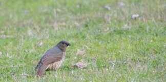 0 Faizli Kredi ile Hayalinizdeki Arabaya Sahip Olun 0 Faizli Kredi ile Hayalinizdeki Arabaya Sahip Olun