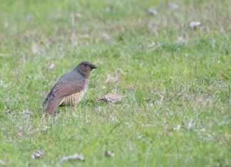 0 Faizli Kredi ile Hayalinizdeki Arabaya Sahip Olun 0 Faizli Kredi ile Hayalinizdeki Arabaya Sahip Olun