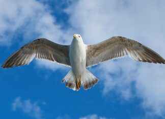 Aile Hekimi Maaşları: Birinci Basamak Sağlık Hizmetleri Gelirleri Aile Hekimi Maaşları: Birinci Basamak Sağlık Hizmetleri Gelirleri