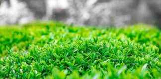 Bağ Bahçe İşçisi Maaşı: Bitki Yetiştiriciliği ve Tarım Hizmetleri Bağ Bahçe İşçisi Maaşı: Bitki Yetiştiriciliği ve Tarım Hizmetleri