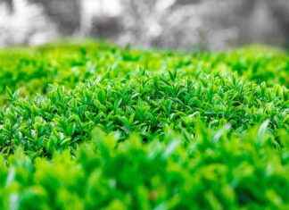 Bağ Bahçe İşçisi Maaşı: Bitki Yetiştiriciliği ve Tarım Hizmetleri Bağ Bahçe İşçisi Maaşı: Bitki Yetiştiriciliği ve Tarım Hizmetleri