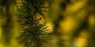 Bahçıvan Maaşı: Peyzaj Tasarımı ve Bitki Bakım Hizmetleri Bahçıvan Maaşı: Peyzaj Tasarımı ve Bitki Bakım Hizmetleri