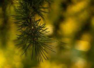 Bahçıvan Maaşı: Peyzaj Tasarımı ve Bitki Bakım Hizmetleri Bahçıvan Maaşı: Peyzaj Tasarımı ve Bitki Bakım Hizmetleri