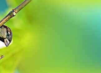 Basım Uzmanı Maaşı: Yayıncılık ve Baskı Hizmetleri Gelirleri Basım Uzmanı Maaşı: Yayıncılık ve Baskı Hizmetleri Gelirleri