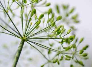 Çevirmen Maaşları: Dil Hizmetleri Sektöründe Kazançlar Çevirmen Maaşları: Dil Hizmetleri Sektöründe Kazançlar