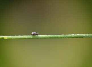 Çevre Danışmanı Maaşları ve Çevresel Düzenleme Rehberliği Çevre Danışmanı Maaşları ve Çevresel Düzenleme Rehberliği