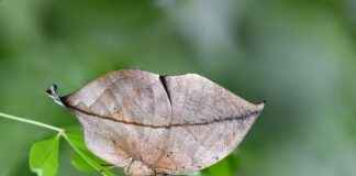Çevre Mühendisi Maaşları: Sürdürülebilirlik ve Çevre Koruma Çevre Mühendisi Maaşları: Sürdürülebilirlik ve Çevre Koruma