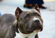 Çikolata Ustası Maaşı: Tatlı Sanatları ve Üretim Teknikleri Çikolata Ustası Maaşı: Tatlı Sanatları ve Üretim Teknikleri