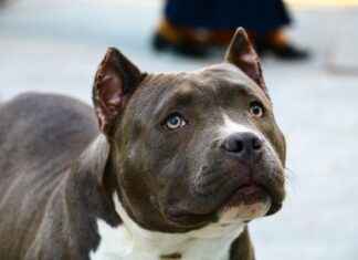 Çikolata Ustası Maaşı: Tatlı Sanatları ve Üretim Teknikleri Çikolata Ustası Maaşı: Tatlı Sanatları ve Üretim Teknikleri