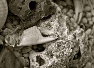 Dış Ticaret Uzmanı Maaşı: Uluslararası İşlemler ve Lojistik Ücretleri Dış Ticaret Uzmanı Maaşı: Uluslararası İşlemler ve Lojistik Ücretleri