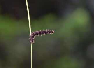 Doğa Koruma Uzmanı Maaşı: Çevreci Politikalar ve Koruma Projeleri Doğa Koruma Uzmanı Maaşı: Çevreci Politikalar ve Koruma Projeleri