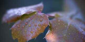 Doğal Ürün Geliştiricisi Maaşı: Bitkisel Ürün Formülasyonu ve İnovasyon Doğal Ürün Geliştiricisi Maaşı: Bitkisel Ürün Formülasyonu ve İnovasyon