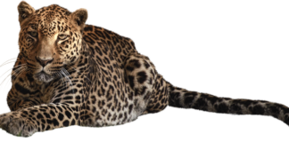 Grafik Tasarımcı Maaşı: Yaratıcı Sektörde Gelirler Grafik Tasarımcı Maaşı: Yaratıcı Sektörde Gelirler