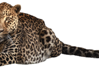 Grafik Tasarımcı Maaşı: Yaratıcı Sektörde Gelirler Grafik Tasarımcı Maaşı: Yaratıcı Sektörde Gelirler