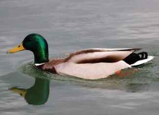 Hidrojeolog Maaşları: Su Bilimi ve Yeraltı Su Kaynakları Kazançları Hidrojeolog Maaşları: Su Bilimi ve Yeraltı Su Kaynakları Kazançları