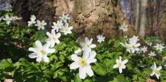 Kuyumcu Maaşları: Mücevher ve Değerli Taş Sektöründe Kazançlar Kuyumcu Maaşları: Mücevher ve Değerli Taş Sektöründe Kazançlar