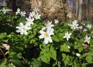 Kuyumcu Maaşları: Mücevher ve Değerli Taş Sektöründe Kazançlar Kuyumcu Maaşları: Mücevher ve Değerli Taş Sektöründe Kazançlar