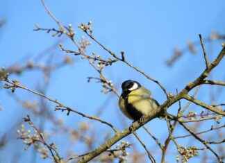 Müşteri Hizmetleri Temsilcisi Maaşları: Hizmet Kalitesi ve Müşteri Memnuniyeti Müşteri Hizmetleri Temsilcisi Maaşları: Hizmet Kalitesi ve Müşteri Memnuniyeti