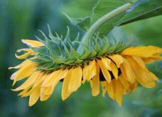 Odyolog Maaşı: İşitme Sağlığı ve Rehabilitasyonu Odyolog Maaşı: İşitme Sağlığı ve Rehabilitasyonu