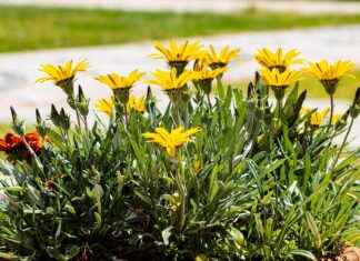 Oşinograf Maaşları: Deniz Bilimi ve Okyanus Araştırmaları Gelirleri Oşinograf Maaşları: Deniz Bilimi ve Okyanus Araştırmaları Gelirleri