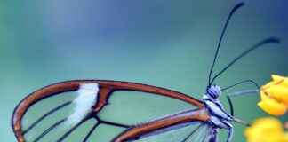 Oto Yıkama Çalışanı Maaşı: Araç Temizlik ve Detaylandırma Hizmetleri Oto Yıkama Çalışanı Maaşı: Araç Temizlik ve Detaylandırma Hizmetleri