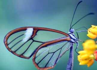 Oto Yıkama Çalışanı Maaşı: Araç Temizlik ve Detaylandırma Hizmetleri Oto Yıkama Çalışanı Maaşı: Araç Temizlik ve Detaylandırma Hizmetleri