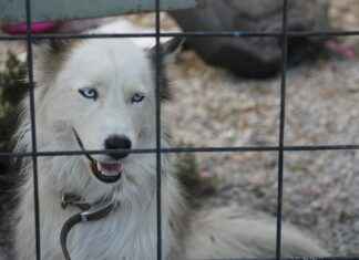 Rüzgar Enerjisi Uzmanı Maaşı: Yenilenebilir Enerji Sistemleri Rüzgar Enerjisi Uzmanı Maaşı: Yenilenebilir Enerji Sistemleri