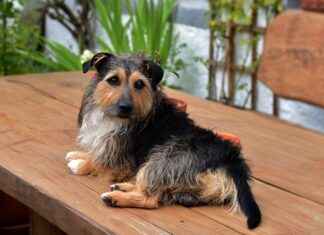 Su Bilimci Maaşı: Su Kaynakları Yönetimi ve Çevresel Etkiler Su Bilimci Maaşı: Su Kaynakları Yönetimi ve Çevresel Etkiler