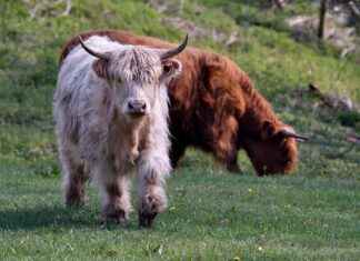 Sulama Uzmanı Maaşı: Su Yönetimi ve Tarımsal Projeler Ücretleri Sulama Uzmanı Maaşı: Su Yönetimi ve Tarımsal Projeler Ücretleri