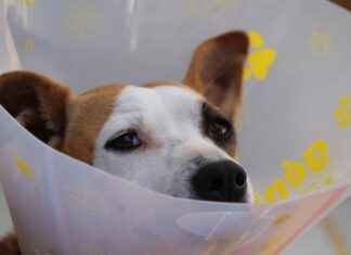 Veteriner Hekim Maaşları: Hayvan Sağlığı Sektöründe Gelirler Veteriner Hekim Maaşları: Hayvan Sağlığı Sektöründe Gelirler