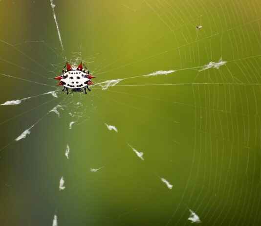 Web Geliştirici Maaşı: İnternet ve Yazılım Geliştirme Alanında Kazançlar Web Geliştirici Maaşı: İnternet ve Yazılım Geliştirme Alanında Kazançlar