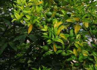 Yeşil Enerji Uzmanı Maaşı: Sürdürülebilir Enerji Çözümleri ve Projeler Yeşil Enerji Uzmanı Maaşı: Sürdürülebilir Enerji Çözümleri ve Projeler