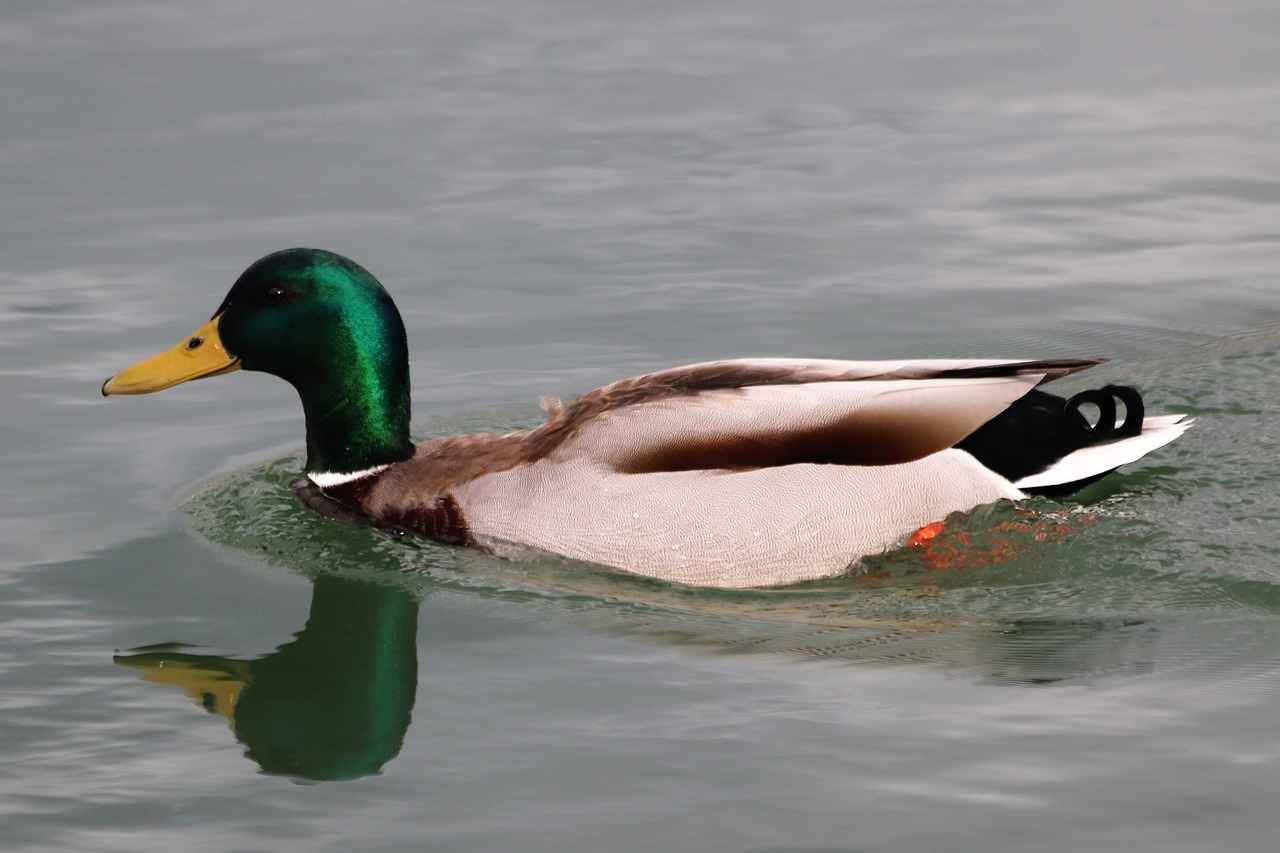 Abant Su Bayilik ve Franchise Seçenekleri 4 Başarı Hikayeleri ve Örnekler