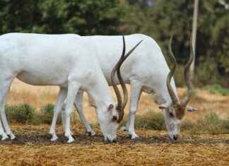 Addax Bayilik ve Franchise İmkanları Addax Bayilik ve Franchise İmkanları