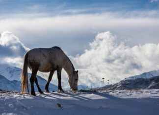 Azerbaycan’da Asgari Ücret Fiyatları ve Göçmenler için En Popüler İş İmkanları Azerbaycan’da Asgari Ücret Fiyatları ve Göçmenler için En Popüler İş İmkanları