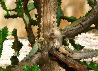 Dominika’da Asgari Ücret Fiyatları ve Göçmenler için En Popüler İş İmkanları Dominika'da Asgari Ücret Fiyatları ve Göçmenler için En Popüler İş İmkanları