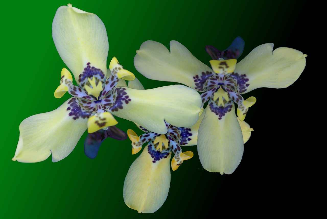 Dominika'da Asgari Ücret Fiyatları ve Göçmenler için En Popüler İş İmkanları 1 Dominika'da Asgari Ücret Nedir?