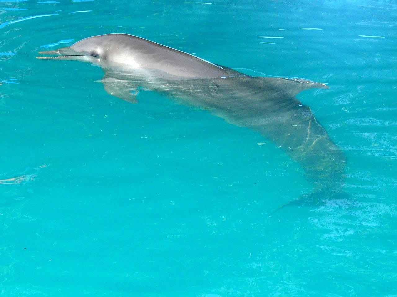 Dominika'da Asgari Ücret Fiyatları ve Göçmenler için En Popüler İş İmkanları 6 Dominika'da Çalışma İzinleri ve Göçmenlik Süreci