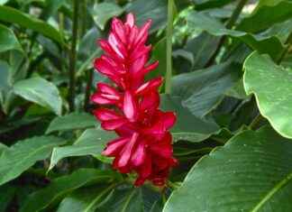 El Salvador’da Asgari Ücret Fiyatları ve Göçmenler için En Popüler İş İmkanları El Salvador'da Asgari Ücret Fiyatları ve Göçmenler için En Popüler İş İmkanları