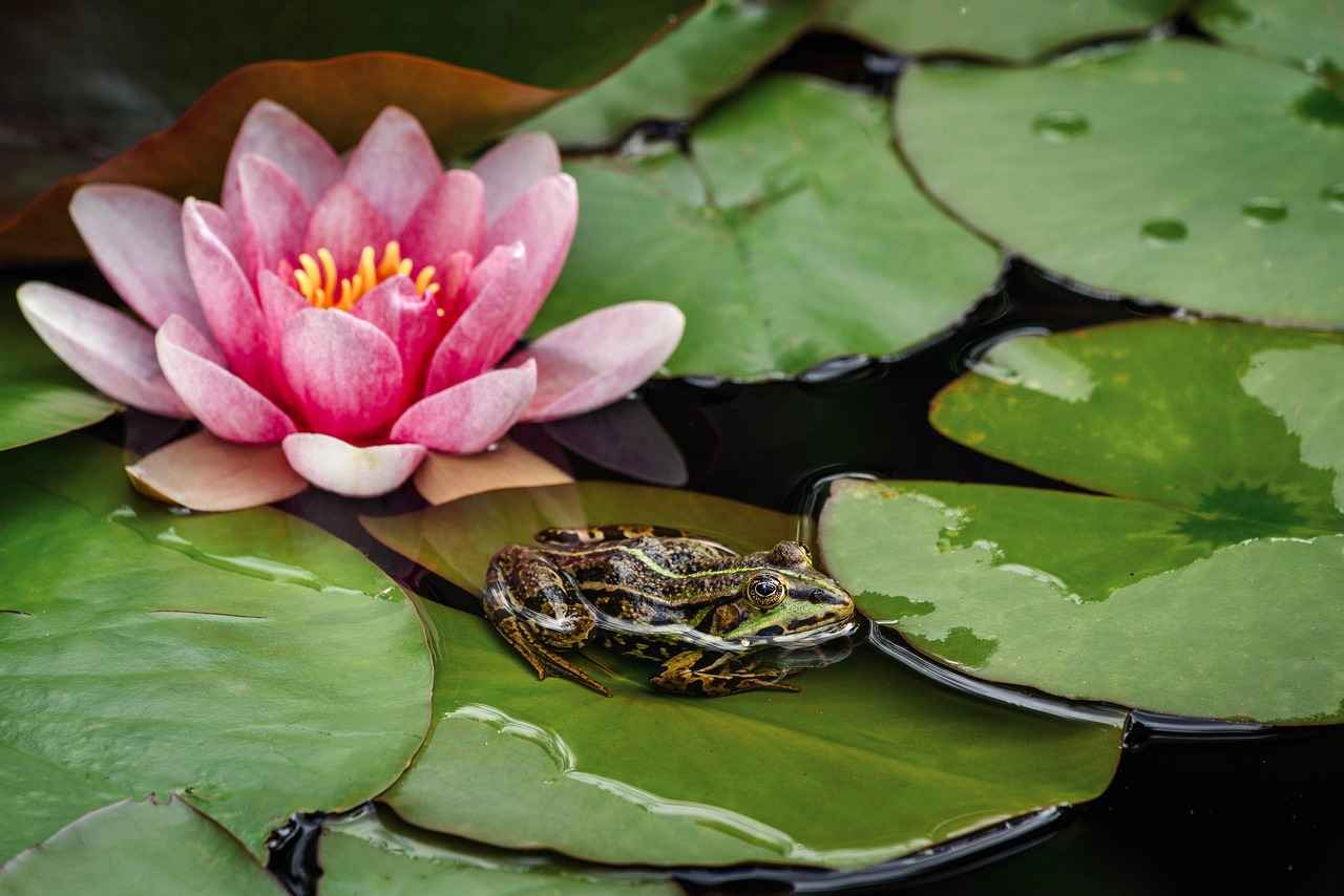 Erikli Bayilik ve Franchise Koşulları 1 Erikli Nedir?