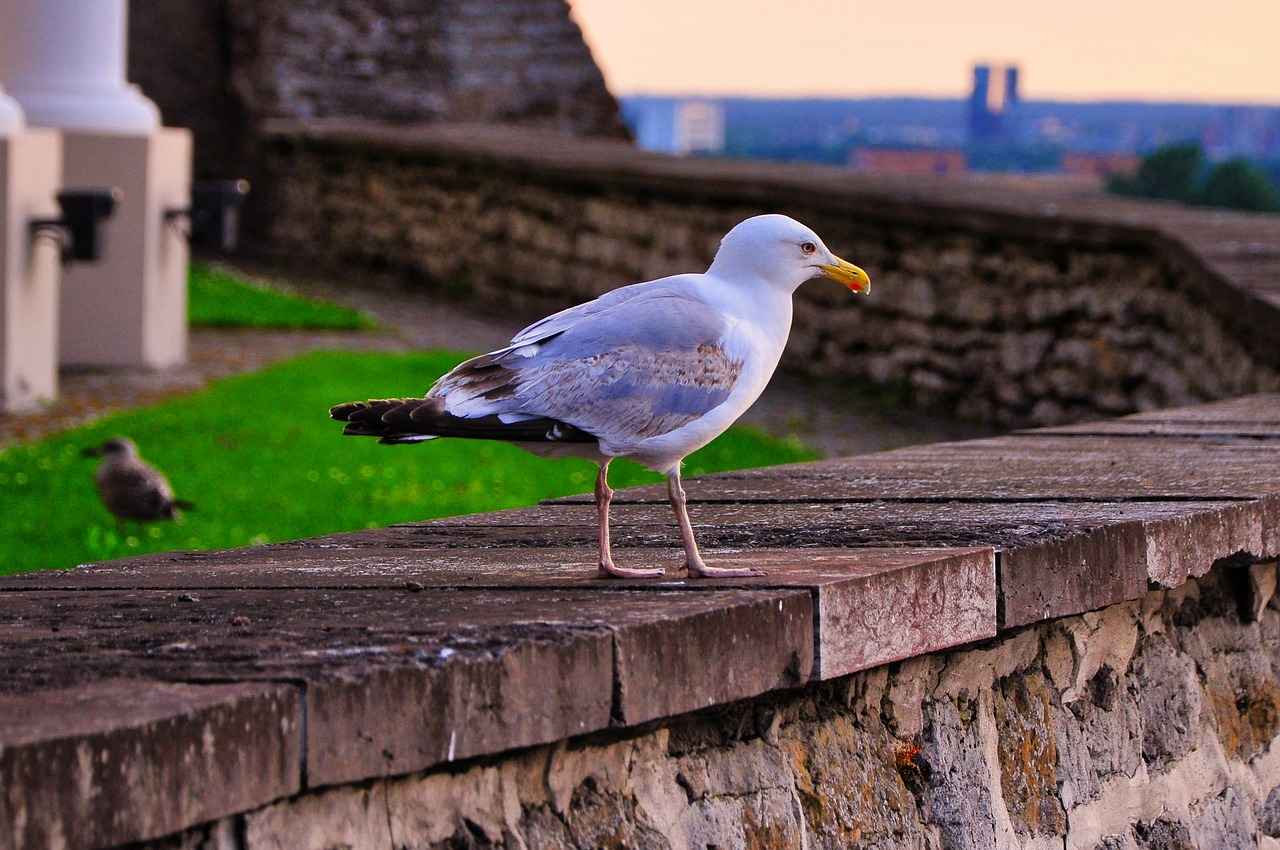 Estonya’nın Asgari Ücret Tarihçesi