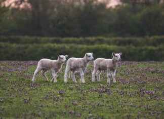 Gana’da Asgari Ücret Fiyatları ve Göçmenler için En Popüler İş İmkanları Gana’da Asgari Ücret Fiyatları ve Göçmenler için En Popüler İş İmkanları
