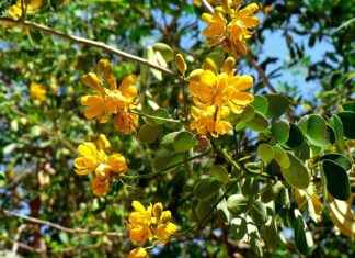 Guatemala’da Asgari Ücret Fiyatları ve Göçmenler için En Popüler İş İmkanları Guatemala’da Asgari Ücret Fiyatları ve Göçmenler için En Popüler İş İmkanları