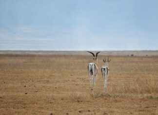 Güney Afrika’da Asgari Ücret Fiyatları ve Göçmenler için En Popüler İş İmkanları Güney Afrika'da Asgari Ücret Fiyatları ve Göçmenler için En Popüler İş İmkanları