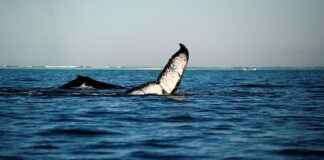 Madagaskar’da Asgari Ücret Fiyatları ve Göçmenler için En Popüler İş İmkanları Madagaskar’da Asgari Ücret Fiyatları ve Göçmenler için En Popüler İş İmkanları