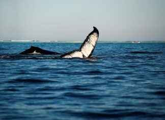 Madagaskar’da Asgari Ücret Fiyatları ve Göçmenler için En Popüler İş İmkanları Madagaskar’da Asgari Ücret Fiyatları ve Göçmenler için En Popüler İş İmkanları