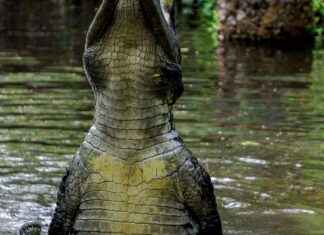 Orta Afrika Cumhuriyeti’nde Asgari Ücret Fiyatları ve Göçmenler için En Popüler İş İmkanları Orta Afrika Cumhuriyeti’nde Asgari Ücret Fiyatları ve Göçmenler için En Popüler İş İmkanları