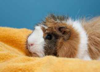 Papua Yeni Gine’de Asgari Ücret Fiyatları ve Göçmenler için En Popüler İş İmkanları Papua Yeni Gine’de Asgari Ücret Fiyatları ve Göçmenler için En Popüler İş İmkanları