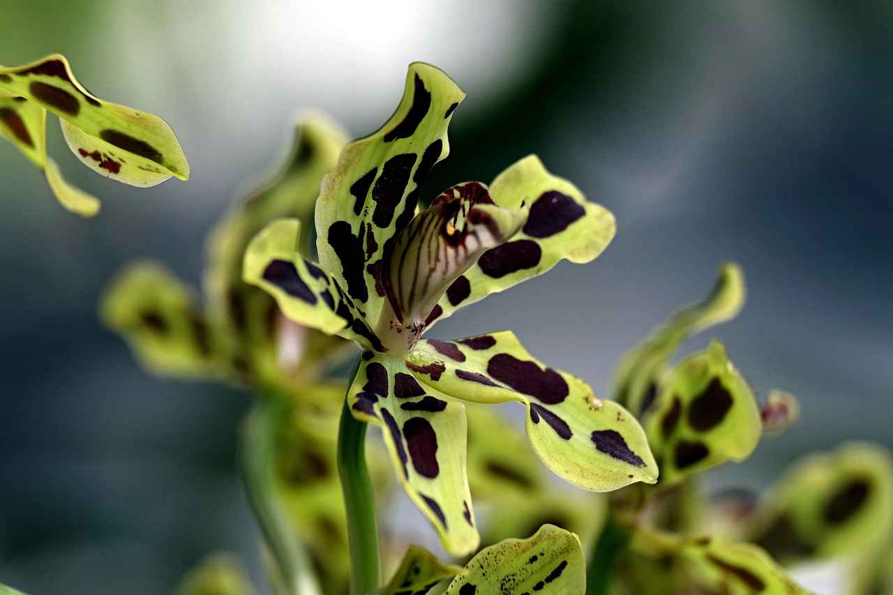 Göçmenler İçin Çalışma İzinleri